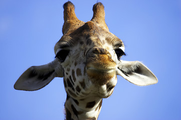 Image showing Smiling giraffe