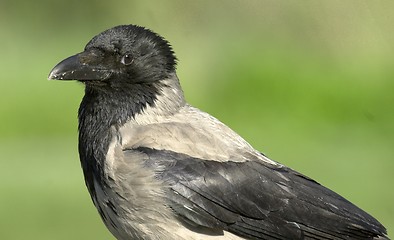 Image showing Hooded Crow