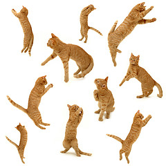 Image showing collection of kittens in action