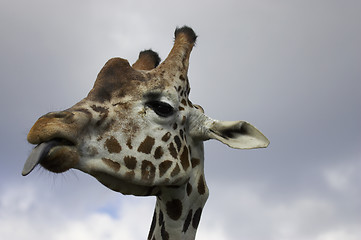 Image showing Giraffe sticking tongue out