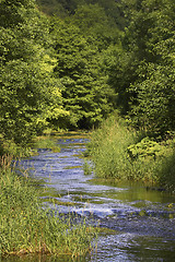 Image showing River flowing through tree lined route