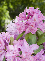 Image showing Flowers and vase