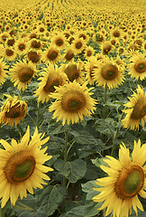 Image showing Field of Sunflowers half way through lifecycle