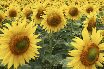 Image showing Field of Sunflowers half way through lifecycle
