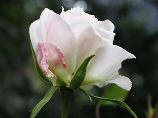 Image showing White rose