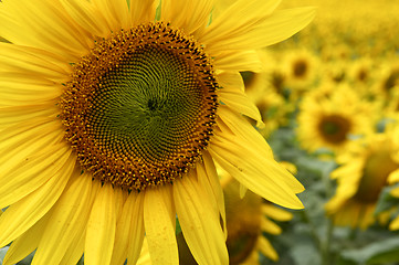 Image showing Sunflowers half way through lifecycle