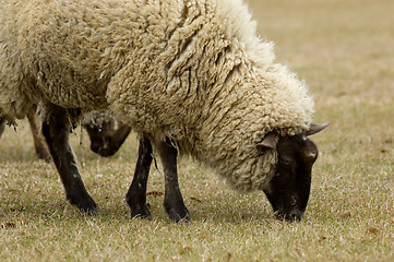 Image showing Sheep close up