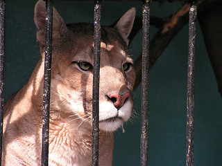 Image showing Cougar