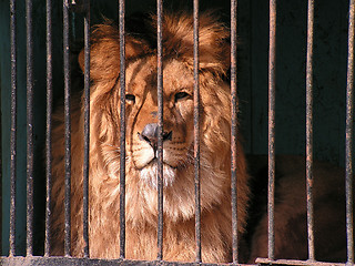 Image showing Lion