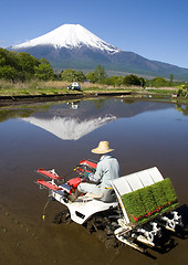 Image showing The Rice Planter