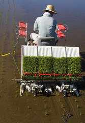 Image showing The Rice Planter II