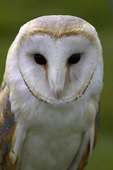 Image showing Barn owl