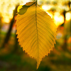 Image showing green leaf tree branch evening sunset in the sunlight