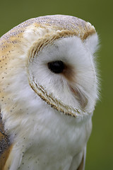 Image showing Barn owl