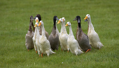 Image showing gang of ducks running on grass