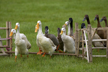 Image showing ducks jumping fence