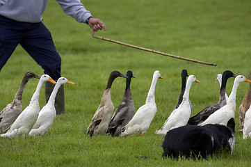 Image showing farmer and sheep dog guiding herd of ducks