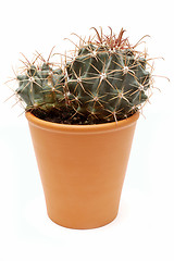 Image showing Potted plant. Cactus