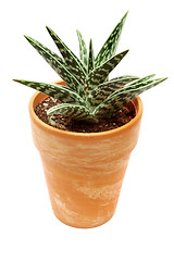 Image showing House plant, Aloe