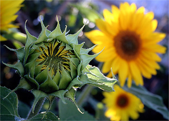 Image showing Sunflower in bloom