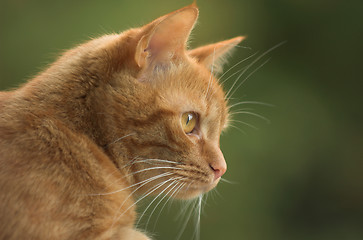 Image showing Cat looking