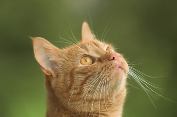 Image showing Cat is looking up