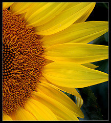 Image showing Sunflower