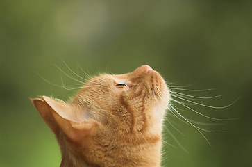 Image showing Cat is looking straight up