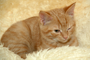 Image showing Kitten is resting