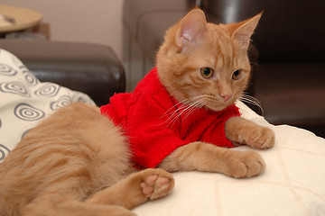 Image showing Kitten and red sweater