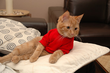 Image showing Kitten and red sweater