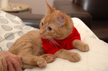 Image showing Kitten and red sweater