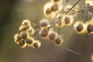 Image showing burdock Arctium lappa bur dry noodle dawn spri