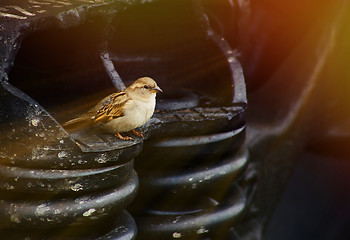 Image showing wild sparrow sunlight bird sitting on a railway wagon spring art