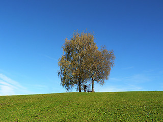 Image showing Birches