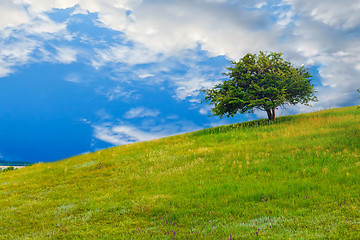 Image showing field tree green sky hill grass landscape blue summer spring nat