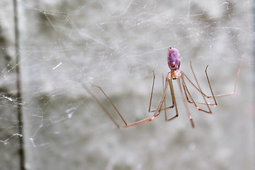 Image showing purple spider web