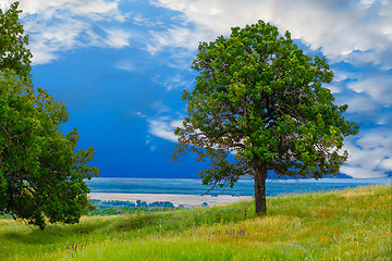 Image showing green sky tree oak field landscape grass blue nature environment
