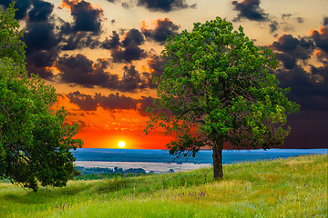 Image showing sunset tree green sky oak field landscape grass blue nature envi
