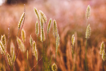 Image showing wheat wild field agriculture nature summer