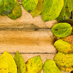 Image showing texture autumn Period of yellow leaves and wood