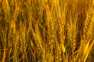 Image showing wheat grasshopper field corn farm summer crop sun seed rural nat