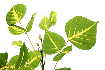 Image showing Leaves isolated