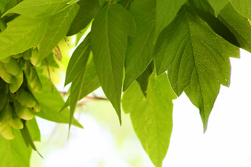 Image showing maple leaves summer green natural background wallpaper