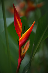 Image showing Tropical Flower