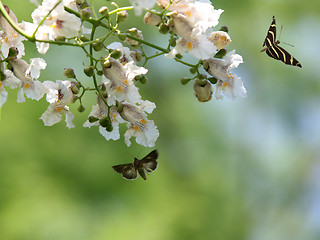 Image showing Butterfly and a blooming tree