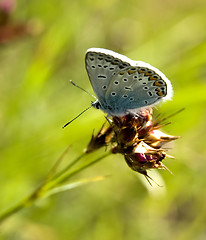 Image showing butterfly