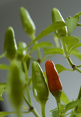 Image showing chili