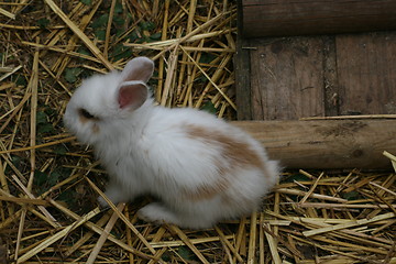 Image showing little baby rabbit