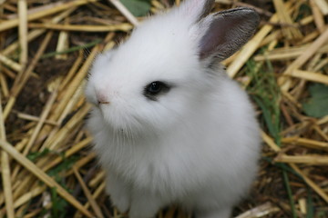 Image showing little white rabbit